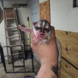 Siberian Husky Puppies from Spirit of the Moon Siberians