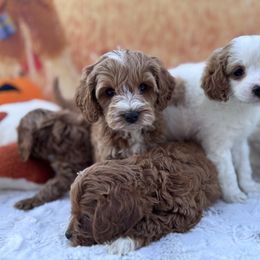 Aussiedoodle and Cavapoo Puppies from Pawsome Aussie Doodles and Oodles