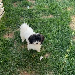 Lily - White female Poodle puppy in Santaquin, Utah from Willow & Wag Farm