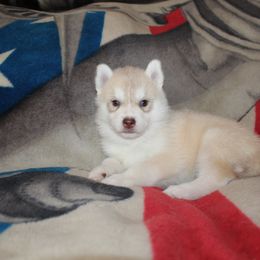 Siberian Husky Puppies from Tevana Siberians LLC