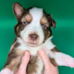 Remi3Girl1- RTF,Long,AKC,OFA,Genetics - Red tri-color female Australian Shepherd puppy in South Hill, Virginia from Silverside Aussies LLC