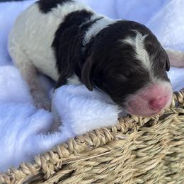 Mousse - Parti male Double Doodle puppy in Yoakum, Texas from The Scott’s Dood Ranch