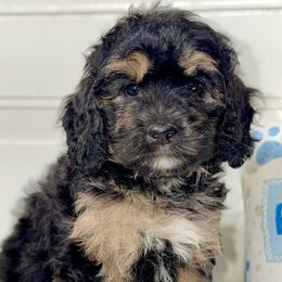 Liberty - Wavy Coat - Tri-color female Bernedoodle puppy in Beecher, Illinois from Erica’s Doodles