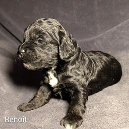 Benoit - Black and white male Cockapoo puppy in Sunset, Louisiana from Cano Cockapoos