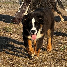 Australian Shepherd Puppies from Bears Paw Aussies