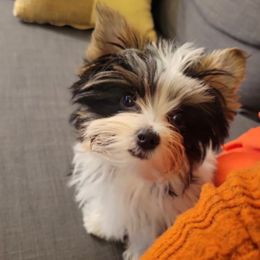 Lyla (Girl 1) - Black tan and white female Biewer Terrier puppy in El Paso, Texas from De La Rosa Biewers