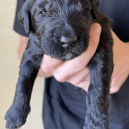 Goldendoodle Puppies from Oodles of Doodles