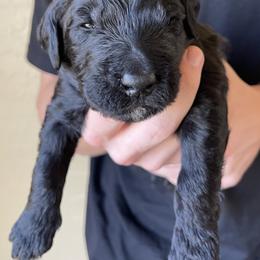 Goldendoodle Puppies from Oodles of Doodles