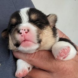Boy 2 - Black and tan male Pembroke Welsh Corgi puppy in Edinburgh, Indiana from J Bar M Corgis