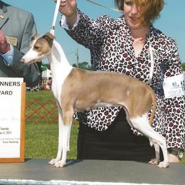 Angel - Italian Greyhound