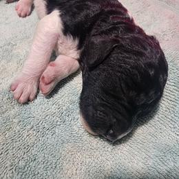 Oreo - Parti female Poodle puppy in Clayton, Washington from Short Legs & Curly Wags LLC