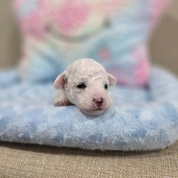 Wyatt (AKC) - White male Poodle puppy in Rainbow City, Alabama from Spinks Poodles