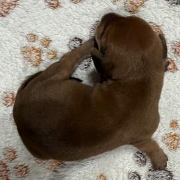 Cinderella - Red female Dachshund puppy in Martinsville, Indiana from Witchy Woman’s Wiener’s