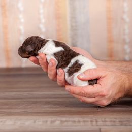 Poodle Puppies from Setting the Standard Poodles
