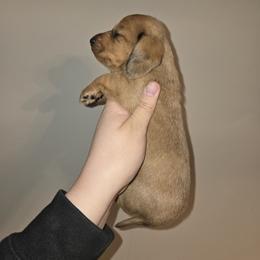 Honey - Dapple female Dachshund puppy in Marshfield, Missouri from WH Hounds