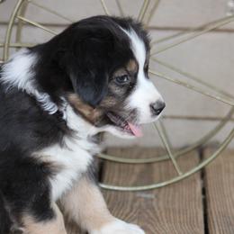 Sven - Black tri male Miniature Australian Shepherd puppy in Gretna, Virginia from Adams Acres Cattle Dogs
