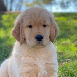 Golden Retrievers from Aurum Goldens