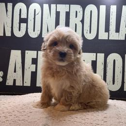 Bear - Apricot male Maltipoo puppy in Berea, Kentucky from Blair’s Furry Friends