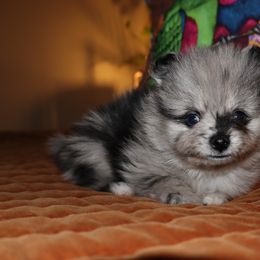 Pomeranian Puppies from Eelan’s Poms