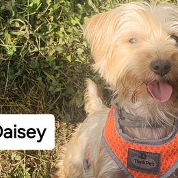 Daisey - Yorkshire Terrier