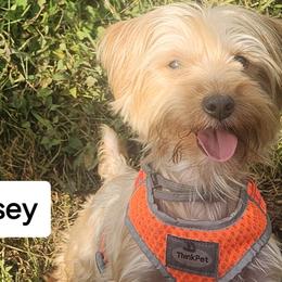 Daisey - Yorkshire Terrier