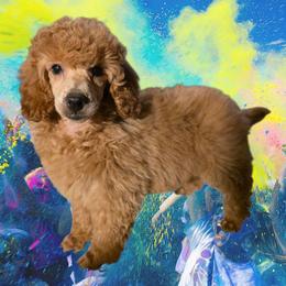 Flame - Red  male Poodle puppy in Decateur, Texas from Symphony Miniature Poodles