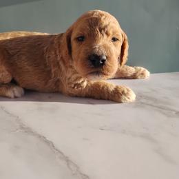 Arthur - Red  male Goldendoodle puppy in Apache Junction, Arizona from Loving Doodle