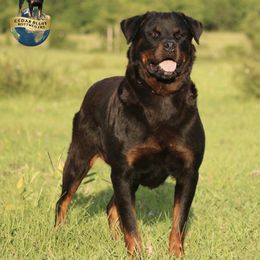 Remy - Rottweiler