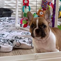Finley - Fawn and white male French Bulldog puppy in Largo, Florida from Big Daddy Frenchies