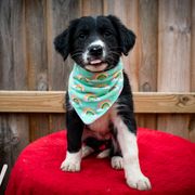 Border Collie, Golden Retriever, and Sporty Mix Puppies from Turbo Border Collies & Coltrievers
