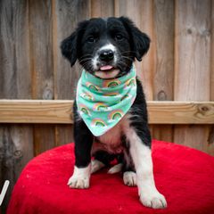 Border Collie, Golden Retriever, and Sporty Mix Puppies from Turbo Border Collies & Coltrievers