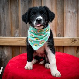 Border Collie, Golden Retriever, and Sporty Mix Puppies from Turbo Border Collies & Coltrievers