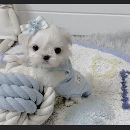 Maltese and Yorkshire Terrier Puppies from tatortot pup