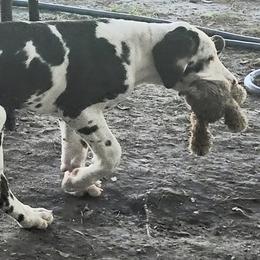 FEMALE HARLEQUIN GREEN COLLAR - Harlequin female Great Dane puppy in Hickman, Kentucky from Tidal Wave Danes