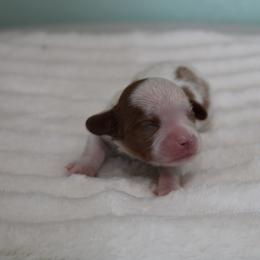 Chloe - Blenheim female Cavalier King Charles Spaniel puppy in Leonard, Texas from Rising Star Kennels