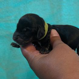 Green Male 3 - Black and tan male Dachshund puppy in Battle Ground, Washington from Ferguson's Bulldogs