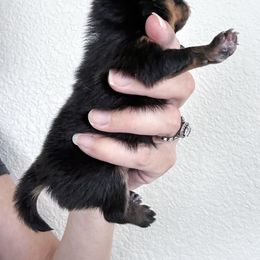 Pomeranian Puppies from Chic-Tastic Poms