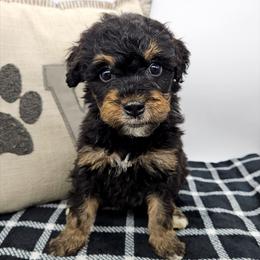 Daffodil - Phantom female Bernedoodle puppy in Granton, Wisconsin from Rose River Farms