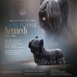Sheldon - Skye Terrier