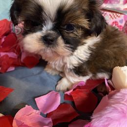 Nicholas - Gold and white male Shih Tzu puppy in Pleasant Shade, Tennessee from Kuntry Tyme Shih Tzus
