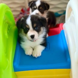 Orange collar - Black and tan male Pembroke Welsh Corgi puppy in Wheatland, California from Emerald Corgis