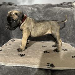Red Male - Fawn male Perro de Presa Canario puppy in Holland, Ohio from Lykaios Kennels