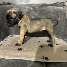 Red Male - Fawn male Perro de Presa Canario puppy in Holland, Ohio from Lykaios Kennels