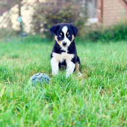 Jasmine - Black tri-color female Australian Shepherd puppy in Vernal, Utah from Dancing M Australian Shepherds