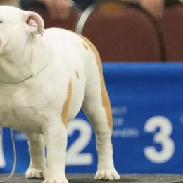 Bulldogs and French Bulldogs from KnockDown Bulldogs