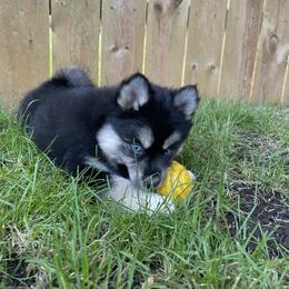 Pomsky Puppies from Blue Sky Pomsky