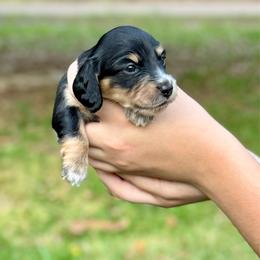 TBD 1st born - Black and cream female Dachshund puppy in El Dorado, Arkansas from LovelylilDoxies