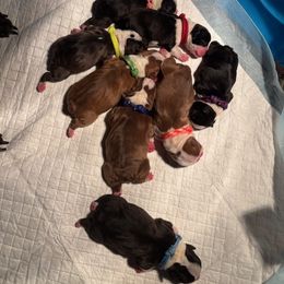 Girl 2 - female Boston Terrier puppy in Anderson, South Carolina from Lola’s House of Bostons & Rescue