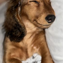 Dachshund Puppies from Little Legs Miniature Dachshunds