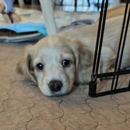 Ozzy - Cream male Dachshund puppy in Tustin, California from Costal Cream Doxies